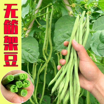 ��˿����